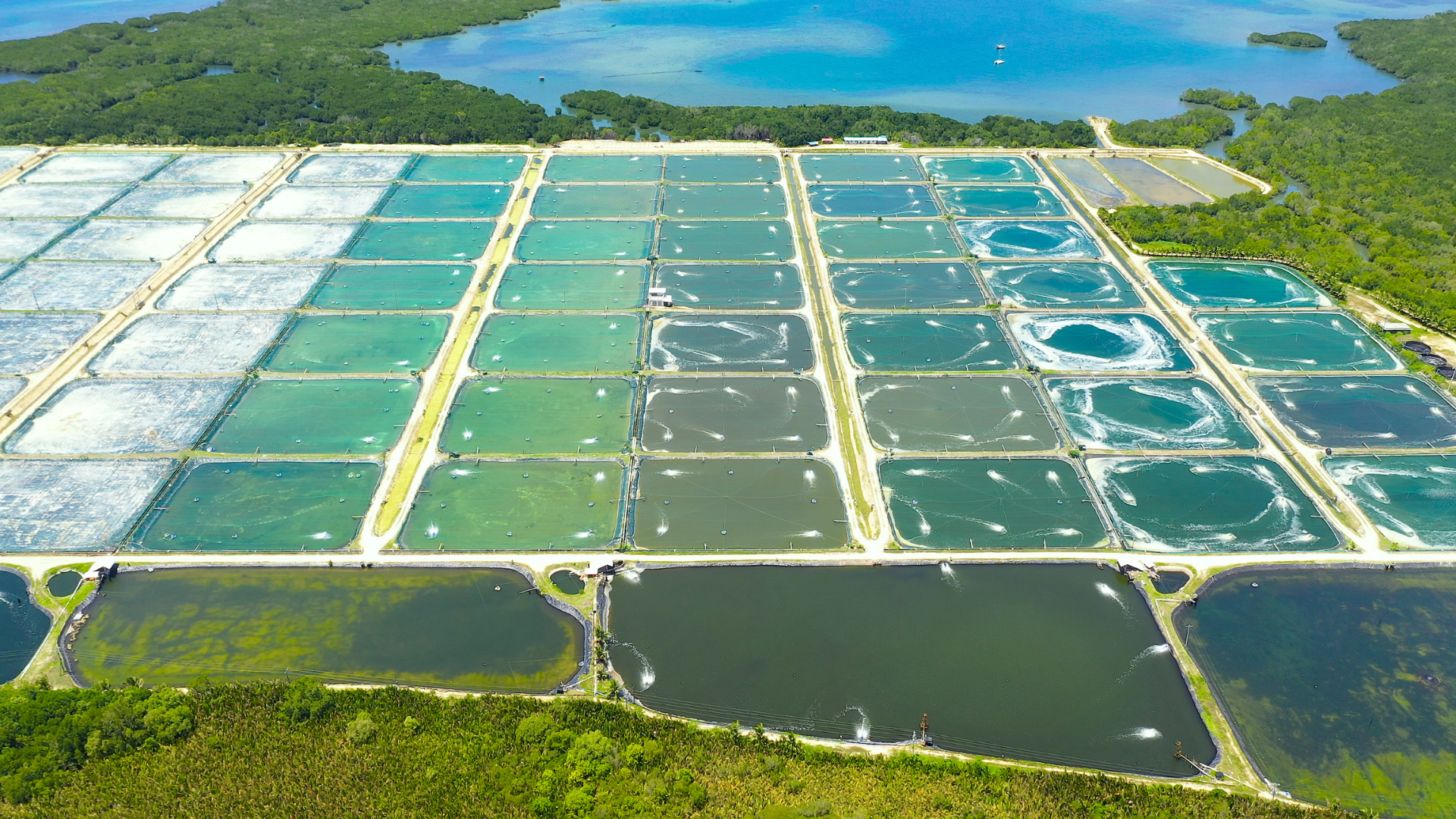 Top 5 Ways Alpha Vision Prevents Theft and Biohazards in Agriculture & Aquaculture